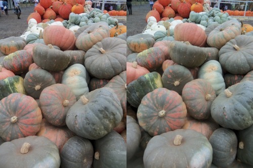 Pumpkin time Cross your eyes a little to see these photos in full 3D. (How to view stereograms)