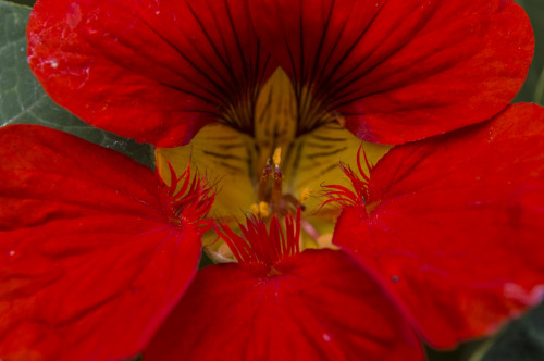 pragmaculture:nasturtium flowers 