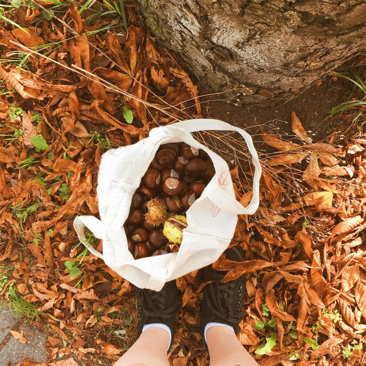 cozy-autumnblog:  Tip to do in fall: collect chestnuts🍁 I had a day off from uni so I thought I’d collect a few chestnuts since it’s almost fall!🍂  
