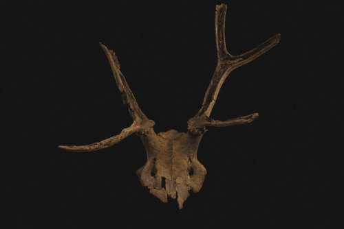 Red deer antler mask or head-dress from the Mesolithic site of StarCarr (North Yorkshire, c. 11,000 