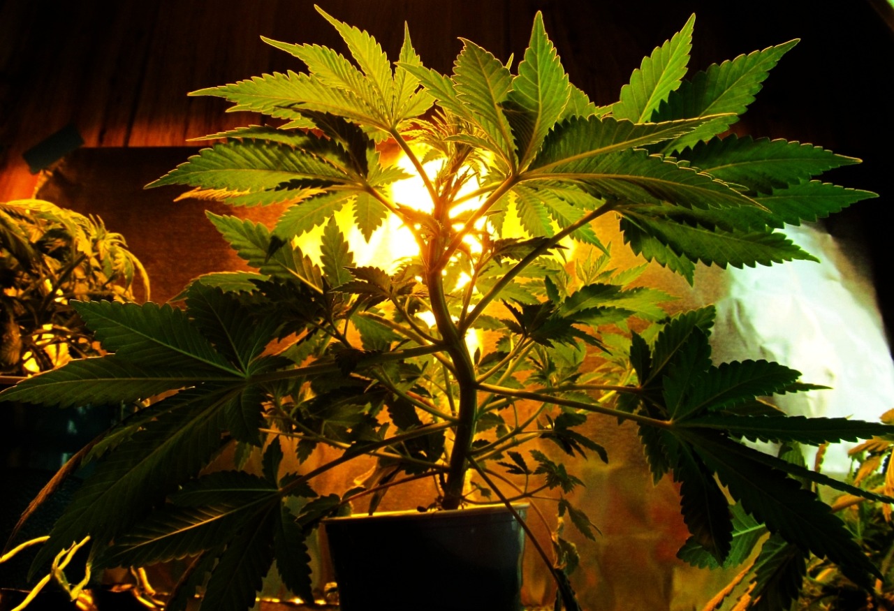rebirthofalibra:  From Seed to Weed 
