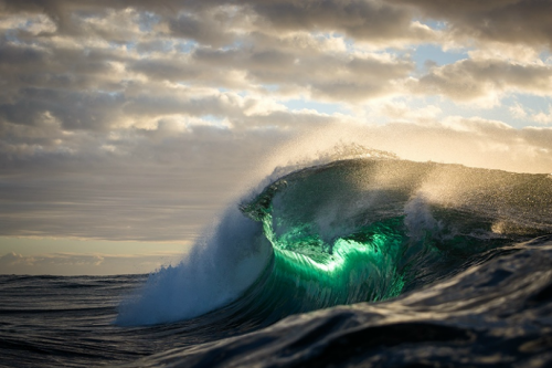 tulipnight:Lime Cobra by 