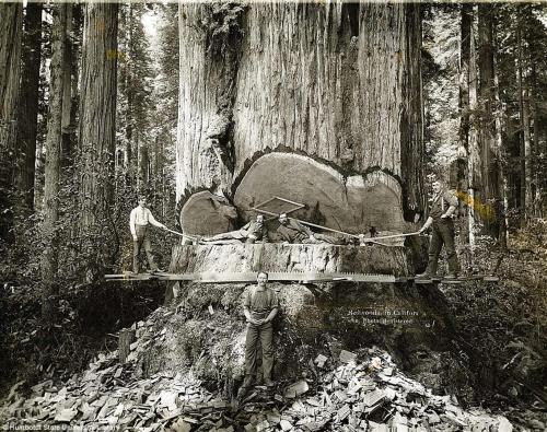 Lumberjacks in California, mid 19th century.