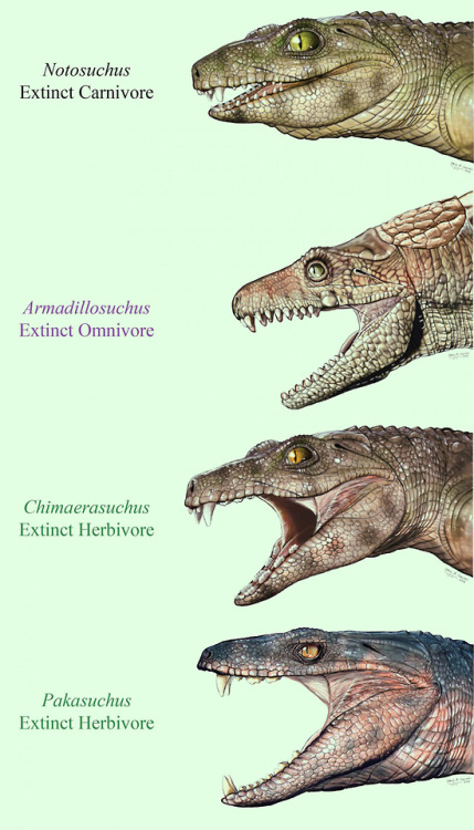 alphynix: scinewscom:Some Extinct Relatives of Living Crocodylians Were Vegetarians http://www.sci