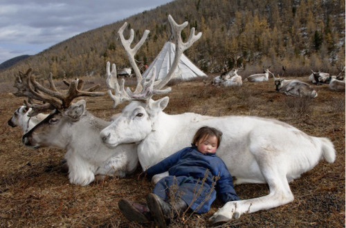 Tsaatans, reindeer herders of Northern Mongoliaphotos [x]
