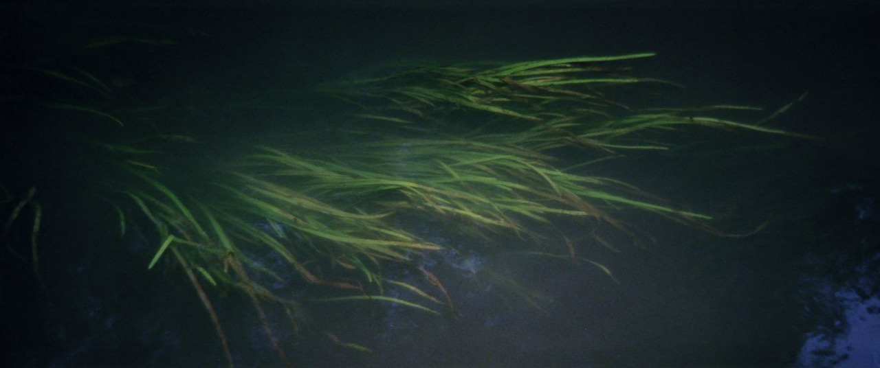 motioninpictures:  Solaris (1972) Director: Andrei Tarkovsky Director of Photography: Vadim