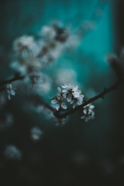 sitoutside:   blossoms   by  daniel fuchs  