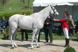 equine-awareness:  Dambala, 15 year old Thoroughbred Euthanized following his cross country round at the Rolex on SundayDambala was injured on the Rolex Cross Country course on April 25th, and despite owner and veterinary efforts to save him, he was so