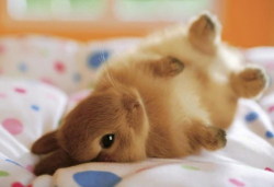 I don’t have tits to submit pal, so here’s a bunny being cute instead.  lol u fuckers are ridiculous