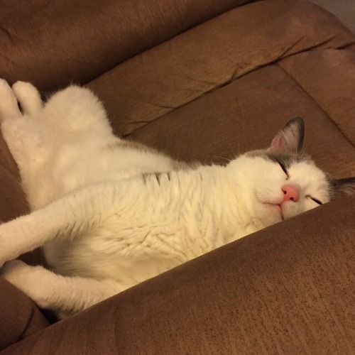 chocolatequeennk: File under: positions only a cat could be comfortable in.