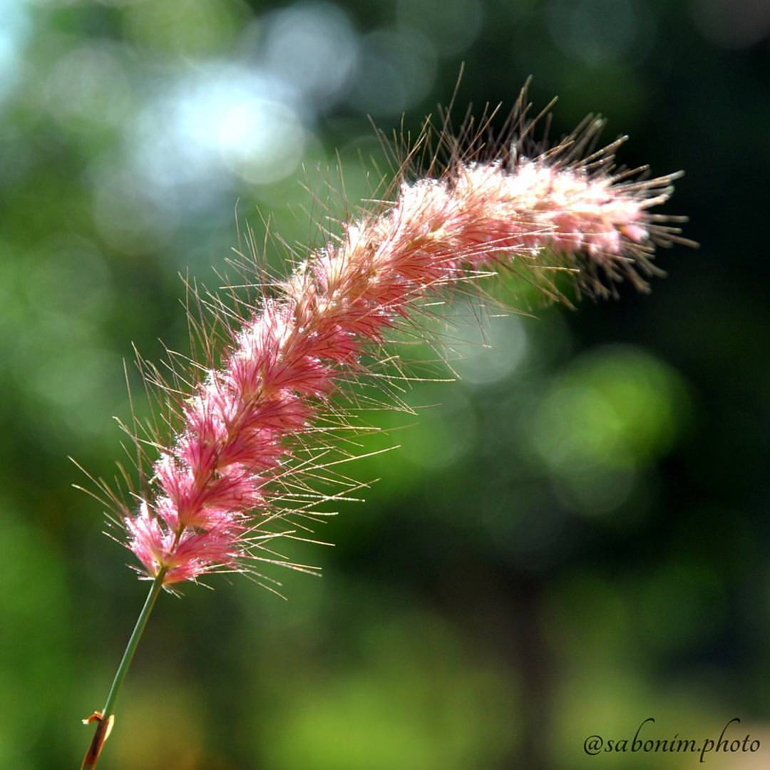 #sabonim_photo #spikelet #spikelee #spikelets #macro #macrophotography #pink #green #forest #photography #photodaily #colours #color #coloursofnature #naturephotography #nature #nikon #instalike #instagood #instapic #instaphoto #instago #snapshot...