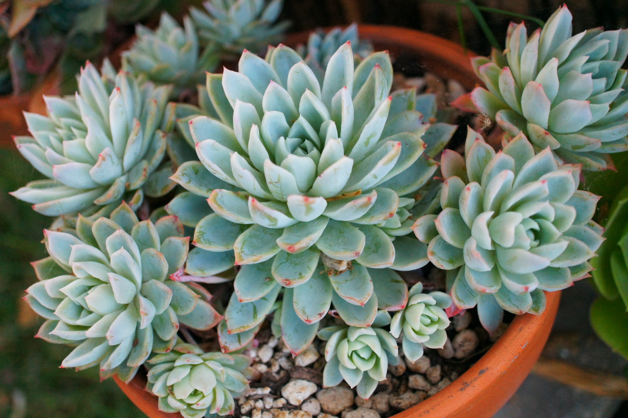 flora-file | Succulents in my garden - 5/16/14 (by flora-file)