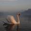 interlinkedswans