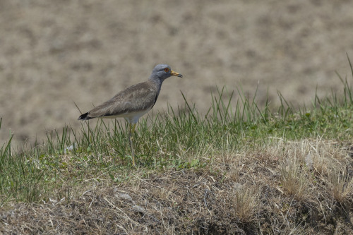 ケリ（Grey-headed Lapwing）