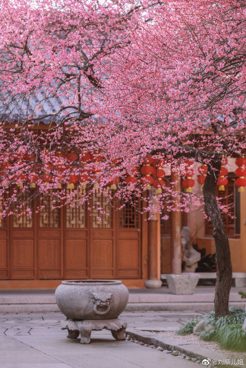 fuckyeahchinesegarden:plum blossoms in 铁佛寺tiefo temple, huzhou, zhejiang province by 刘顺儿妞