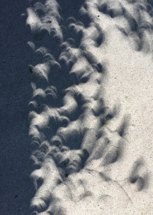 Effects of the Eclipse - Crescent Shadow Abstract #6Source: Diane Williams’s Photography