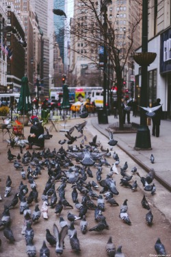 now-youre-cool:  New York City Pigeons 