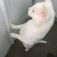 thisandthatcuriouscat