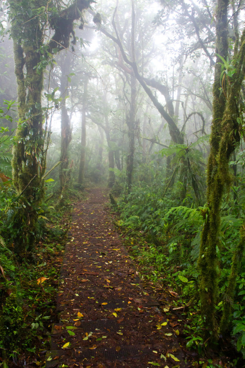 flowersnymph:Monteverde Cloud Forest Trail da Kevin WellsReally beautiful forest, simply amazing