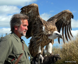 theraptorcage:  Himalayan (Griffon) Vulture