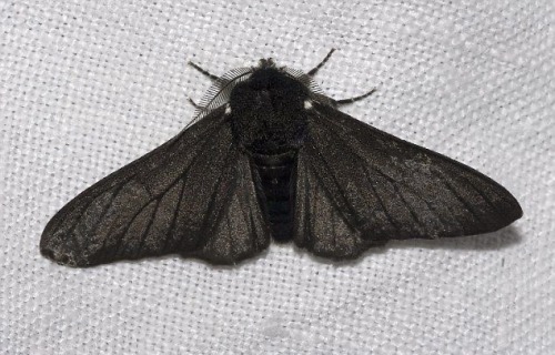 Moths Are Just Goth Butterflies And That Is Why I Love Them 