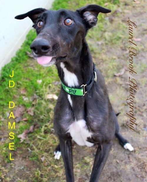 Damsel sure is a pretty lady! She&rsquo;s also goofy! This little girl is only 2 and a half and is f