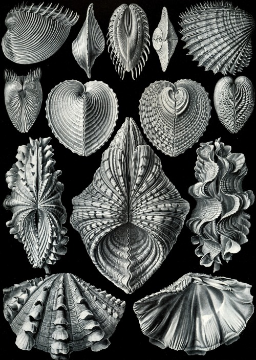 magictransistor:  Ernst Haeckel, Kunstformen der Natur (Art Forms of Nature), 1904.