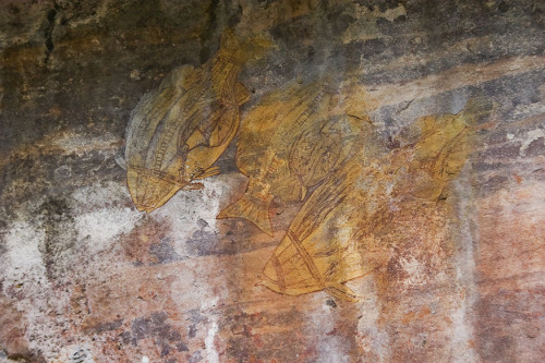 ancientart:Aboriginal rock art from Ubirr, Kakadu National Park, NT, Australia.Photo taken by Michae