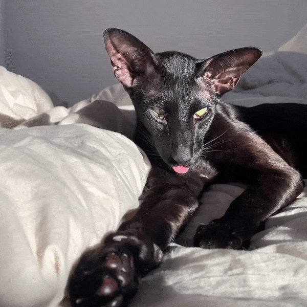 A gif of a black oriental shorthair laying with its tounge out
