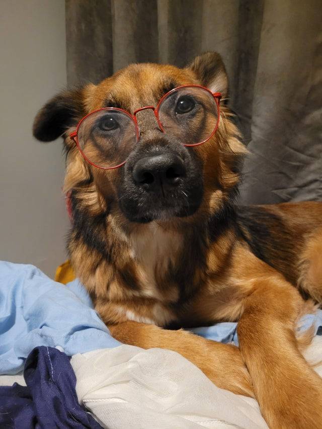 Seren looks better in my glasses than me!