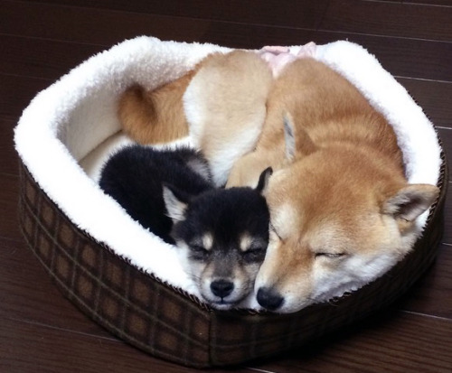 Porn Pics cuteanimals-only:  doge sisters are cutest