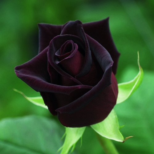 sci-universe:Roses, which appear perfectly black to the naked eye, exist in nature. They grow only i