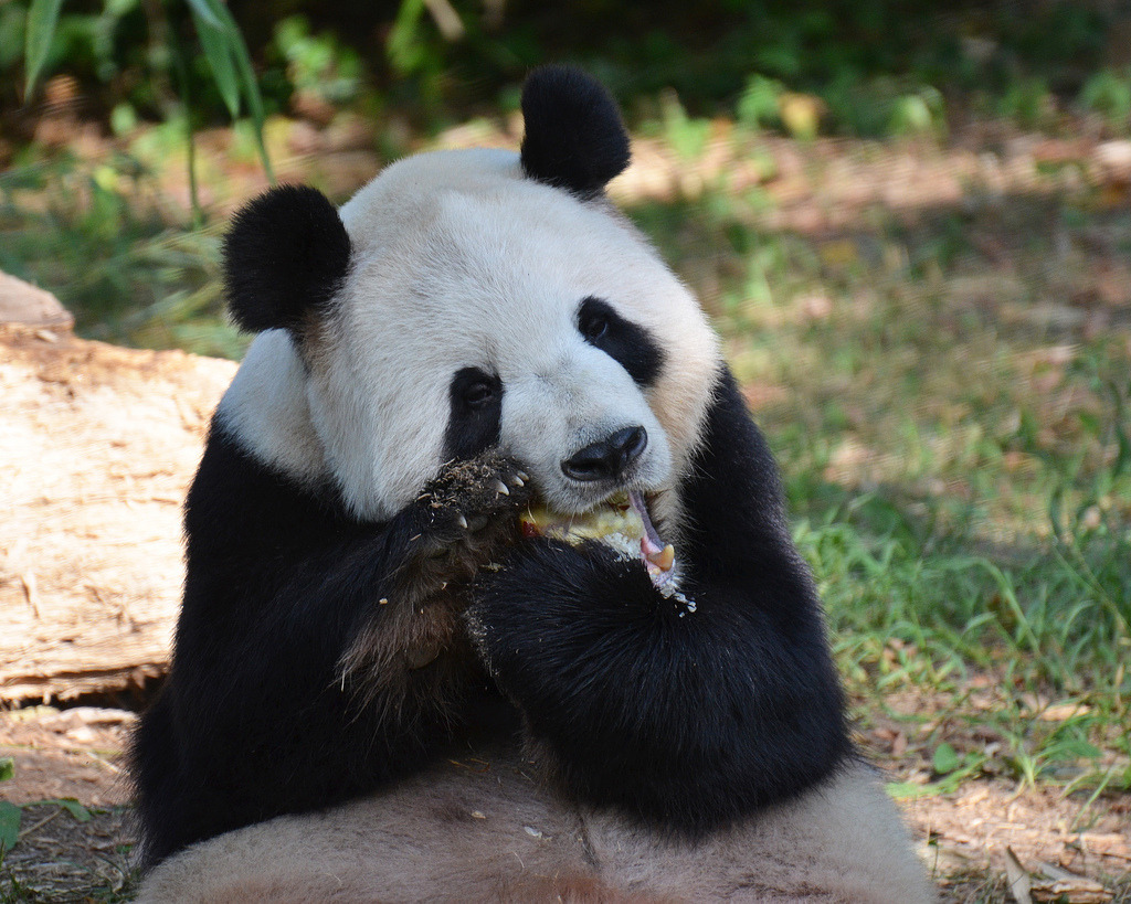 giantpandaphotos:  Tian Tian at the National Zoo in Washington D.C. on September