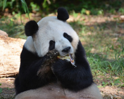 Giantpandaphotos:  Tian Tian At The National Zoo In Washington D.c. On September