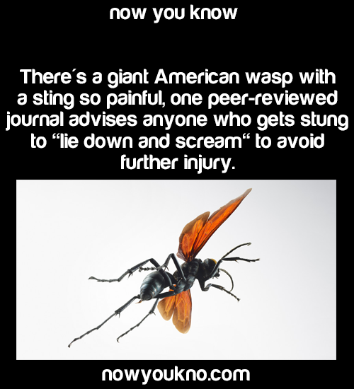 firedragonsabo:  pithy-partyy:  michaelknight715:  h413y:  nowyoukno:    Source for