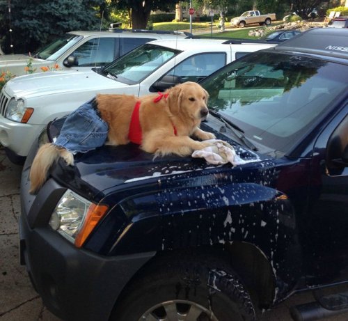 redesignrevolution: Bailey the Golden Retriever is the cutest dog on the Internet right now.