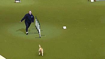 tastefullyoffensive:  Olly got a little over-excited during his agility competition