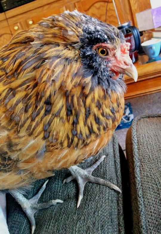mad-hare: birbymcbirbface:   chick-it-out:     when mom won’t let u eat her jam toast   Sad hank is sad   how did this chicken make such a heart wrenching face  
