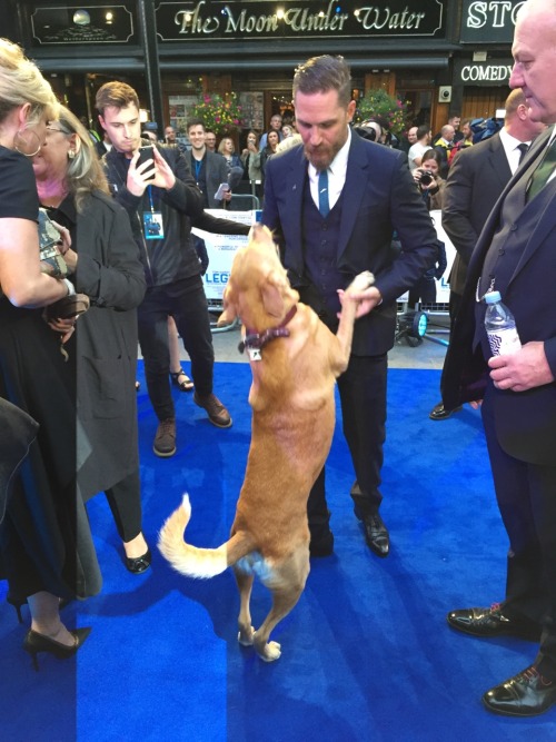 ball-of-wool:  Tom Hardy and his dog at the Legend premiere. So cute! 