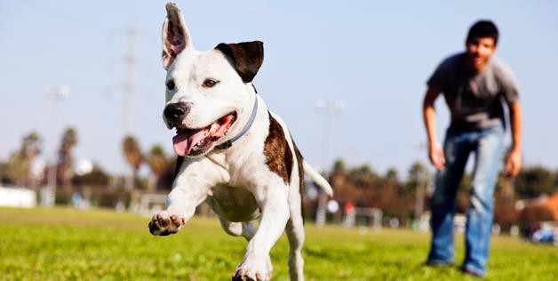 cosmictuesdays:  positive-press-daily:  Nevada passes breed discrimination law, pit