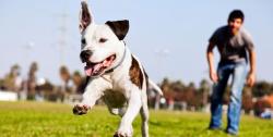 Cosmictuesdays:  Positive-Press-Daily:  Nevada Passes Breed Discrimination Law, Pit