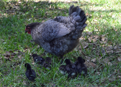 chickenliz:Dasher is a most excellent mother. 