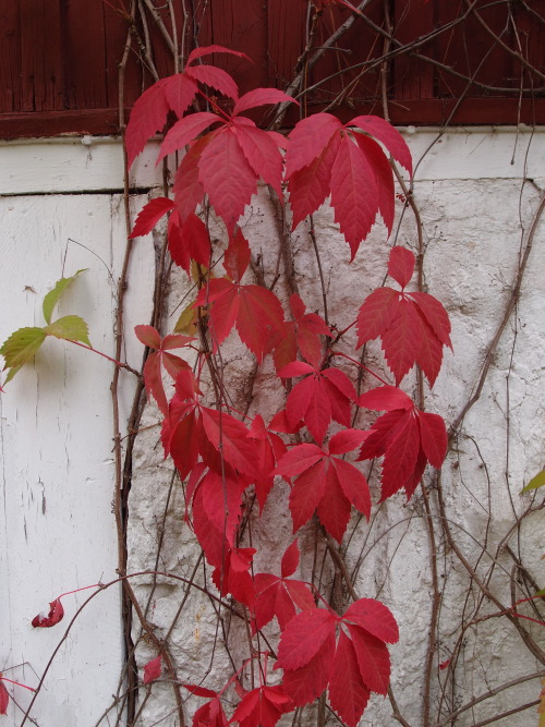 Parthenocissus inserta — thicket creeper a.k.a. woodbine