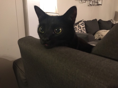 king-lobo: skinnr: look at this fucking cat ITS TINY TONGUE OMG