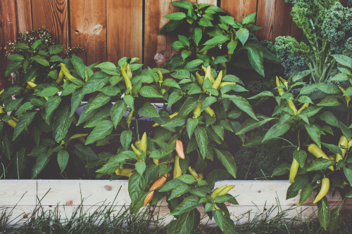 The banana peppers are out of control.