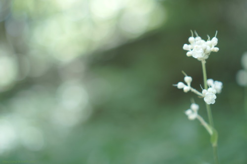 「今まで、よう生きてきたね。」 自分では、もう終わったことだと思っていて 今をつくる、だいじな経験のひとつだと そう、思っていたけれど。 やっぱり、どこかではその頃のことが まだ、消えずに残っていて、