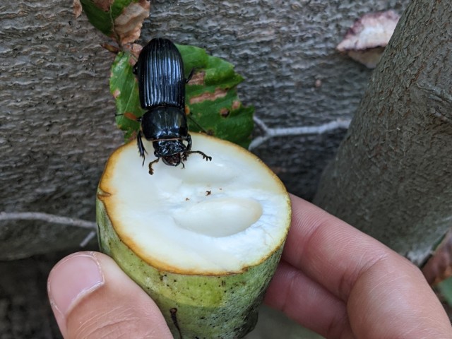 the beetle inspects the pawpaw