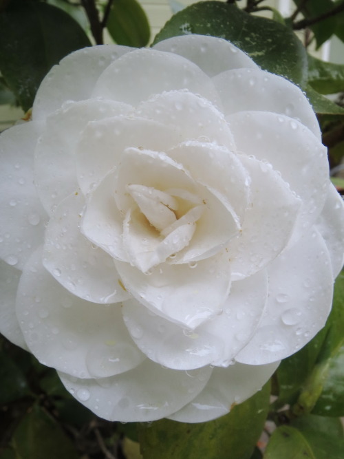 Porn berniewong:  Happy that it rained(plants photos