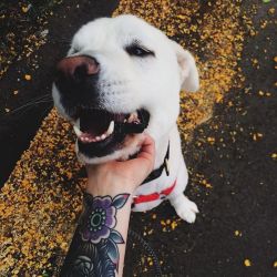 sinsaneful:  I love happy dogs 