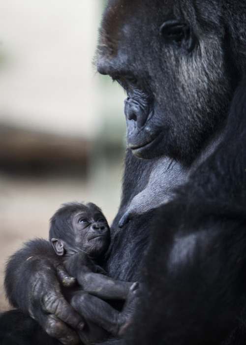 sdzoo:  Motherhood is near to divinity. - adult photos